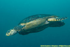 hawksbill turtle